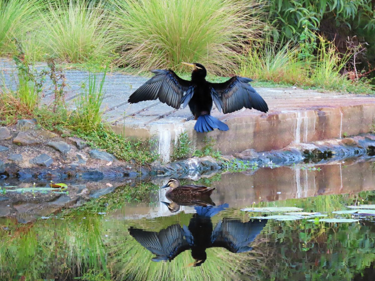 Tranquility Found tweet media