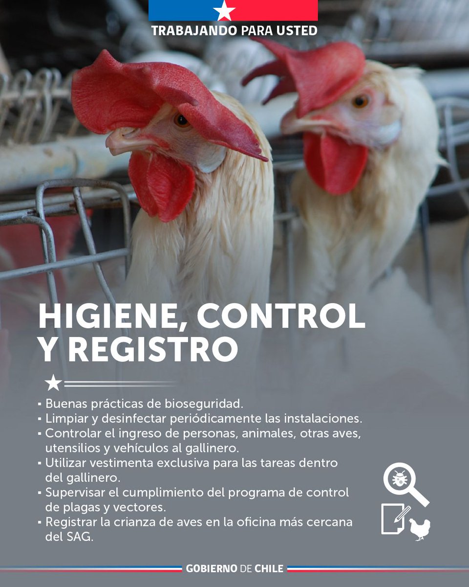 DPPMelipilla's tweet image. 📌 ¿Sabes cómo reforzar las medidas de bioseguridad para tus aves? 🐓

🔍Revisa  las siguientes medidas preparadas por la Unidad de Gestión de Riegos de  Desastres Agrícolas del Ministerio de Agricultura.
#DPPMelipilla 
#GobiernoDeChile 🇨🇱
