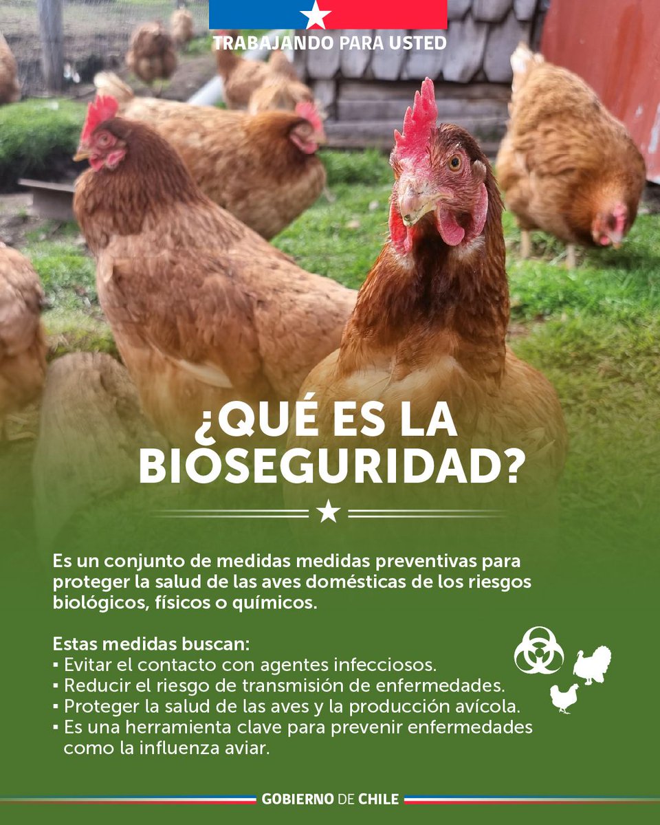 DPPMelipilla's tweet image. 📌 ¿Sabes cómo reforzar las medidas de bioseguridad para tus aves? 🐓

🔍Revisa  las siguientes medidas preparadas por la Unidad de Gestión de Riegos de  Desastres Agrícolas del Ministerio de Agricultura.
#DPPMelipilla 
#GobiernoDeChile 🇨🇱
