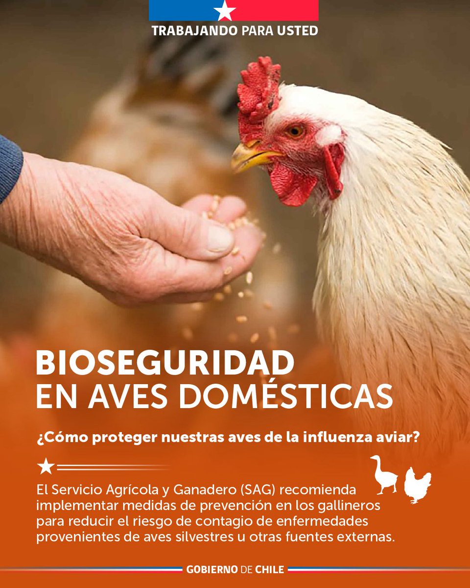DPPMelipilla's tweet image. 📌 ¿Sabes cómo reforzar las medidas de bioseguridad para tus aves? 🐓

🔍Revisa  las siguientes medidas preparadas por la Unidad de Gestión de Riegos de  Desastres Agrícolas del Ministerio de Agricultura.
#DPPMelipilla 
#GobiernoDeChile 🇨🇱