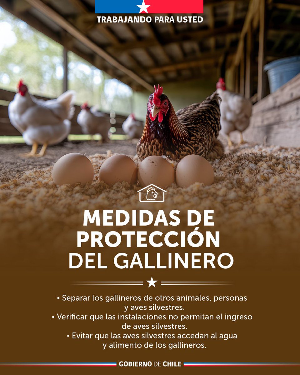 DPPMelipilla's tweet image. 📌 ¿Sabes cómo reforzar las medidas de bioseguridad para tus aves? 🐓

🔍Revisa  las siguientes medidas preparadas por la Unidad de Gestión de Riegos de  Desastres Agrícolas del Ministerio de Agricultura.
#DPPMelipilla 
#GobiernoDeChile 🇨🇱