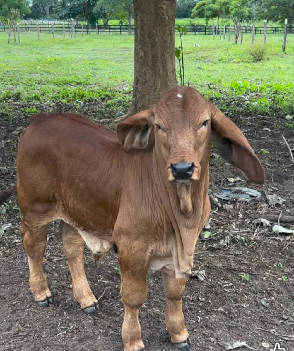 PL Becerril Pasión Ganadera tweet media