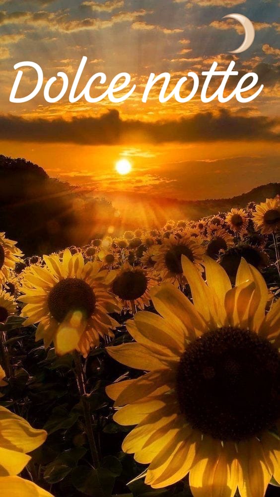 Donato Coletti tweet media