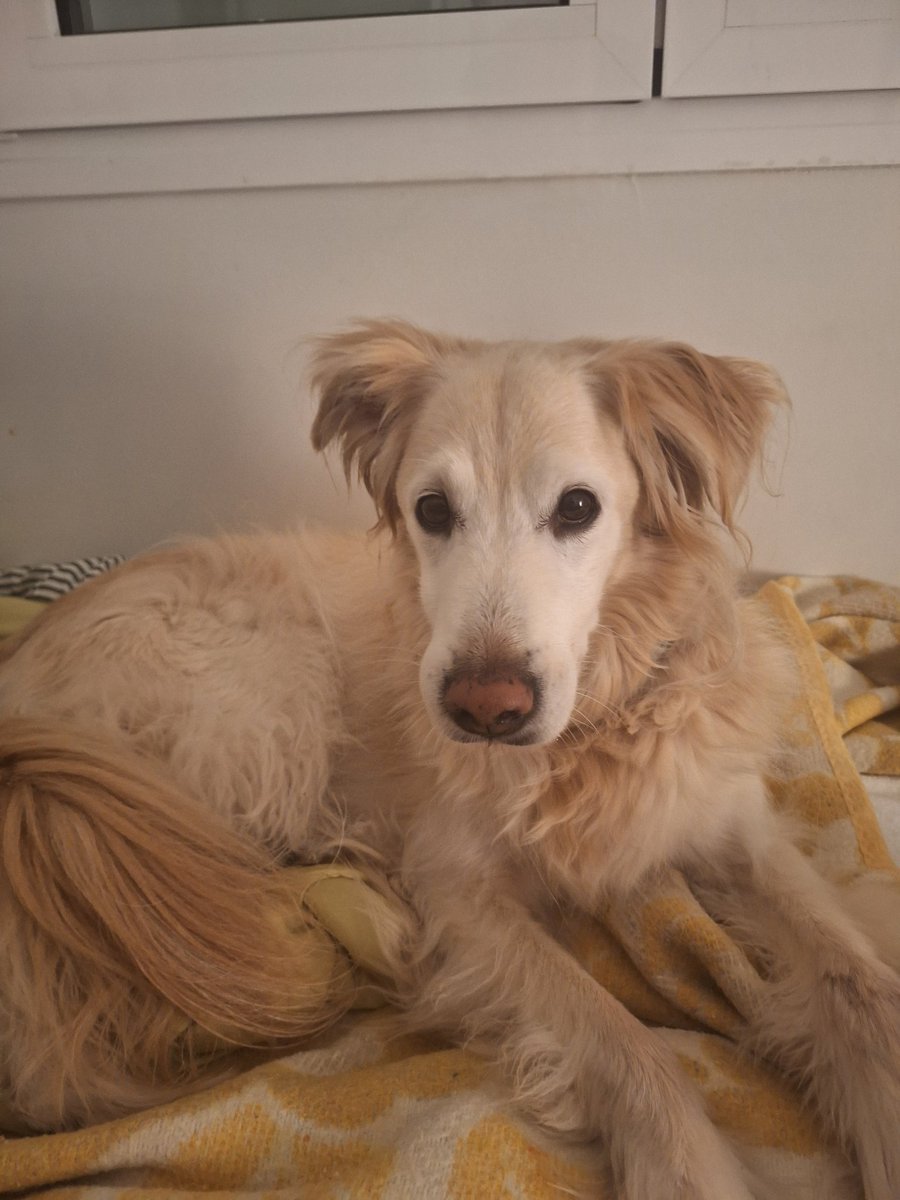 Sueño Efimero tweet media