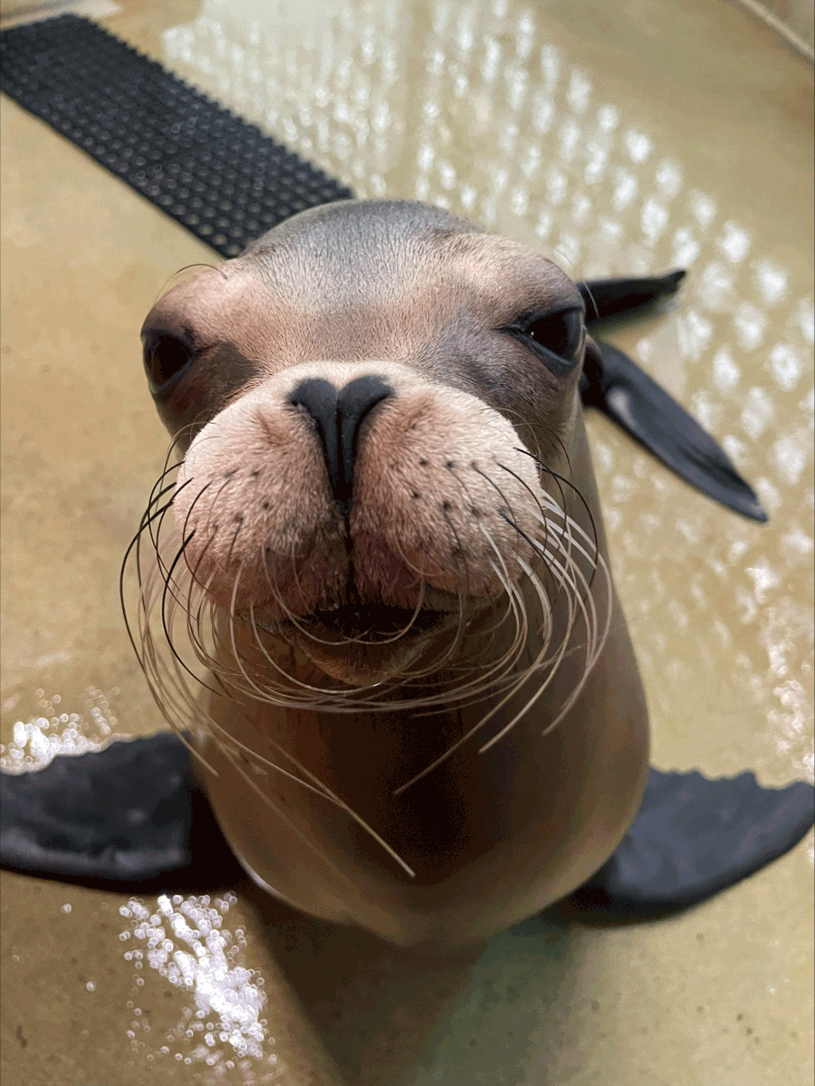 Mystic Aquarium tweet media