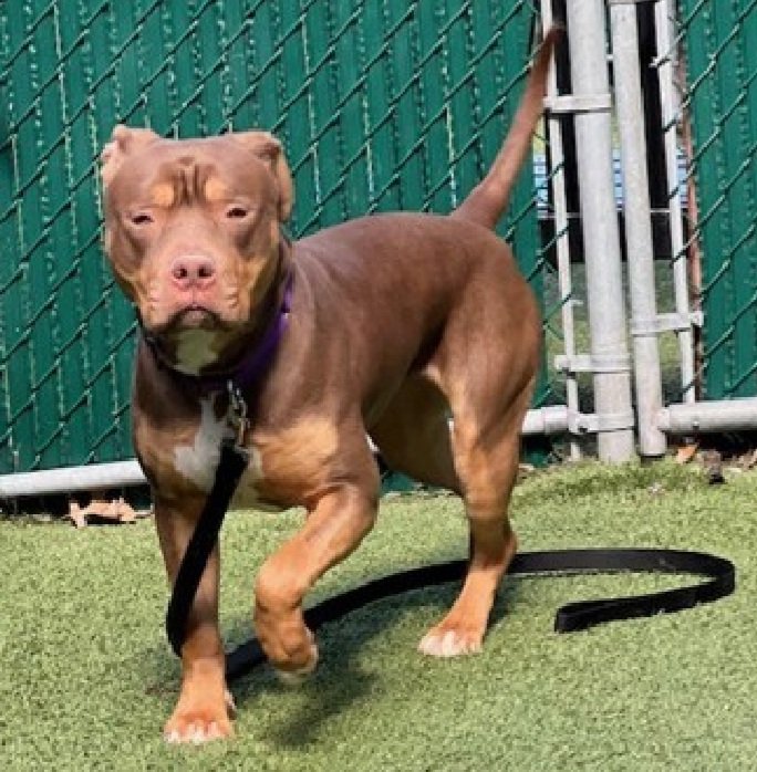 Morgan Fairchild's Dogs tweet media