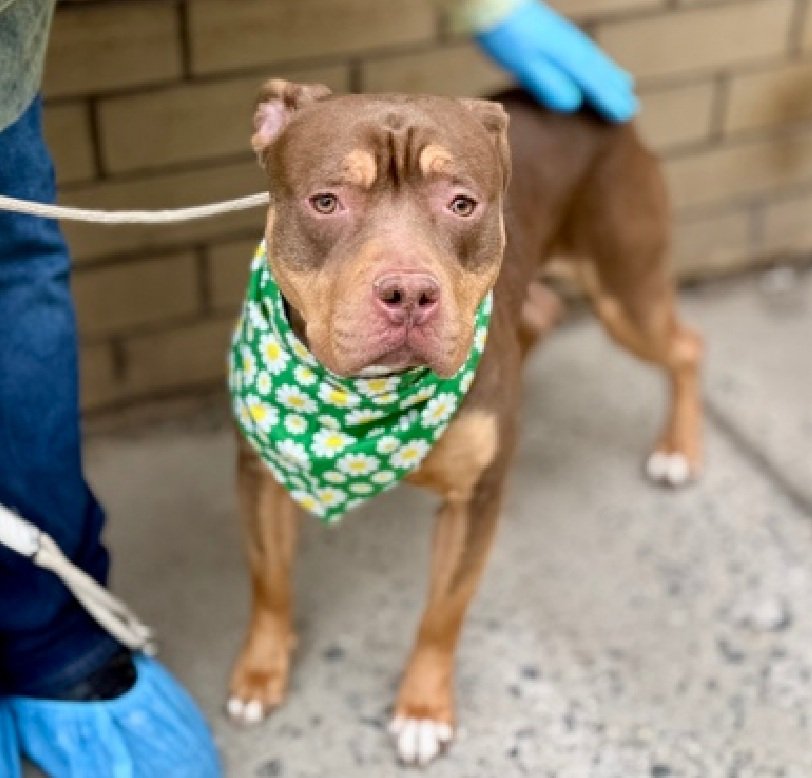 Morgan Fairchild's Dogs tweet media