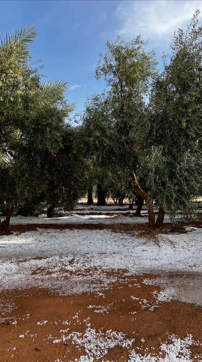 AlShamal Pinterest tweet media