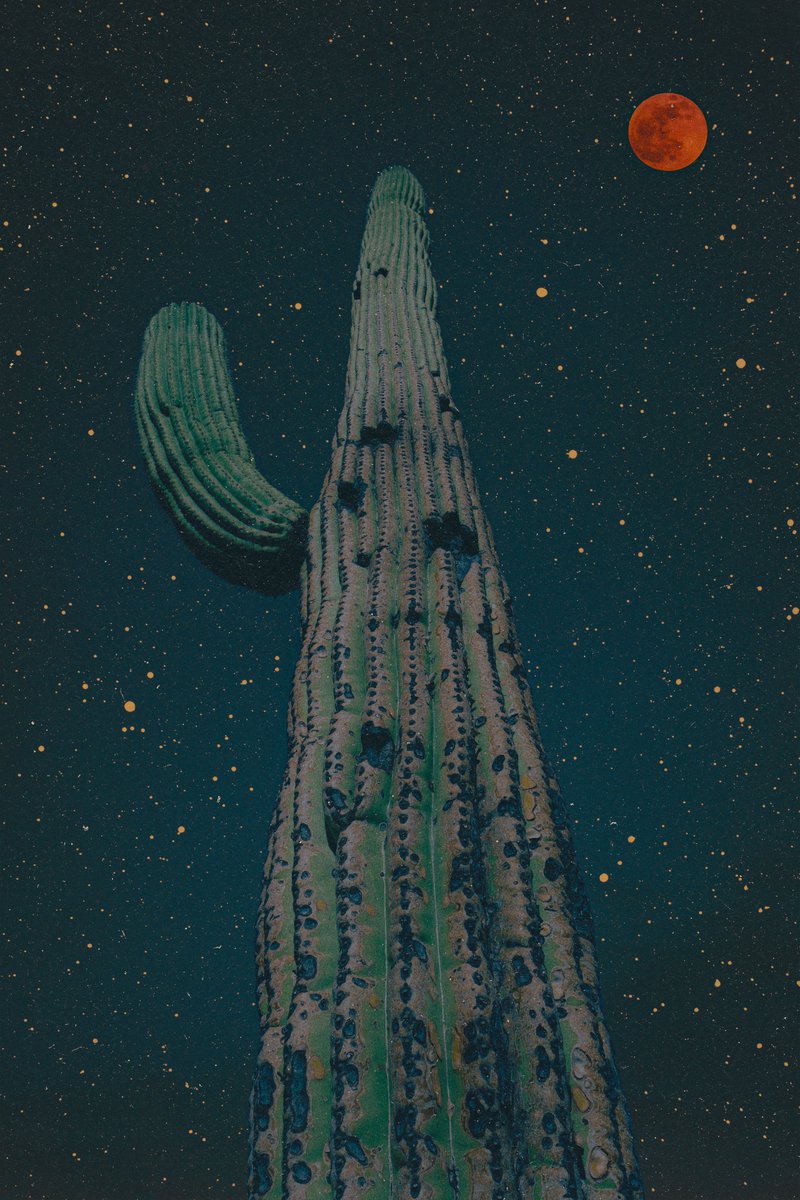 POSTWOOK's tweet photo. i took a photo next to a cactus and then made it into art https://t.co/exN5EOXo5H