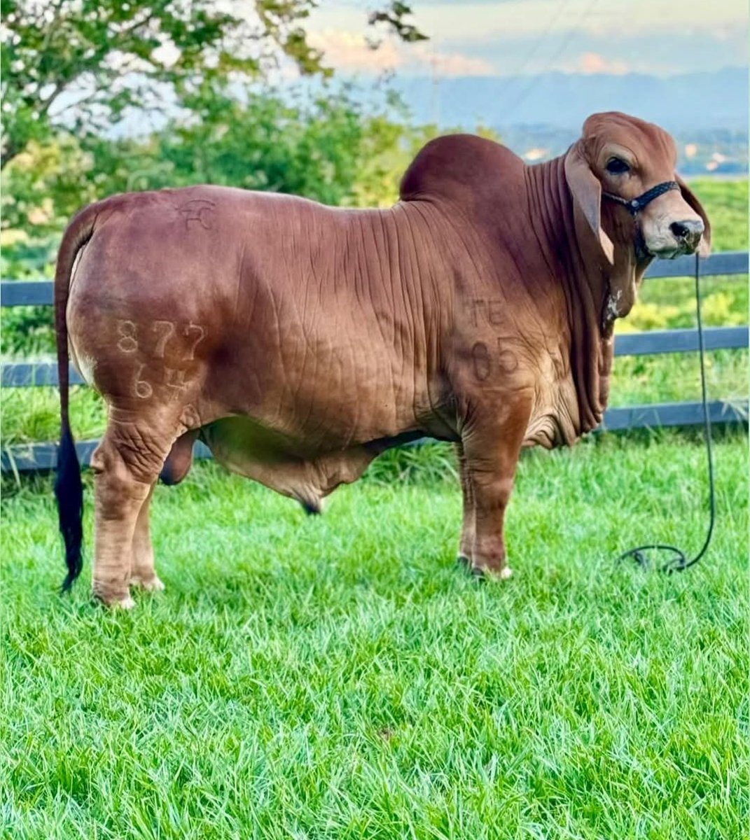 PL Becerril Pasión Ganadera tweet media