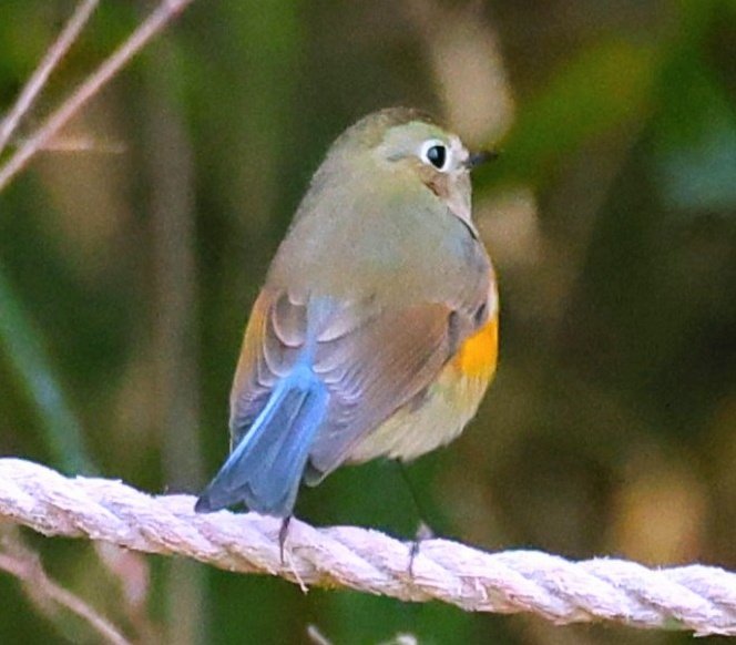 brass_suki117 tweet media