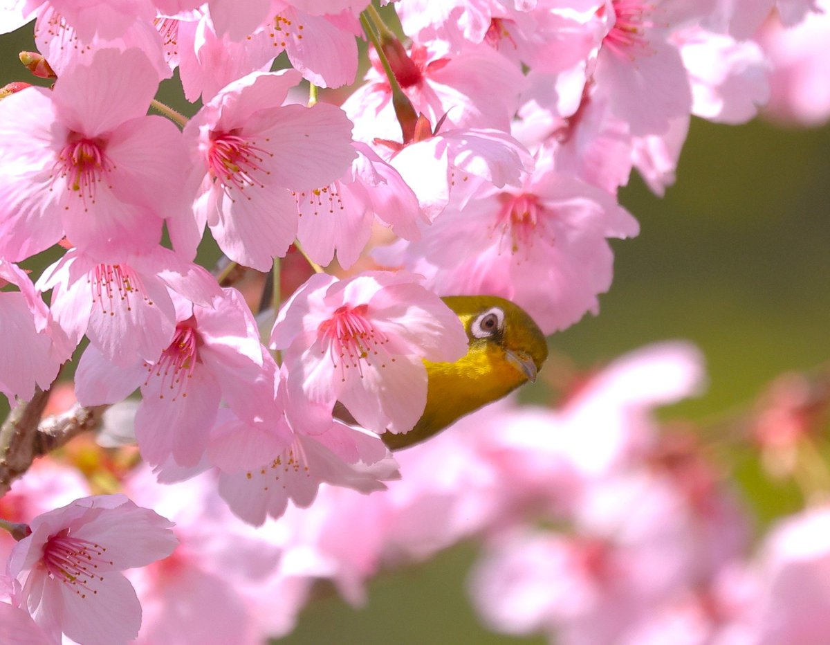 brass_suki117 tweet media