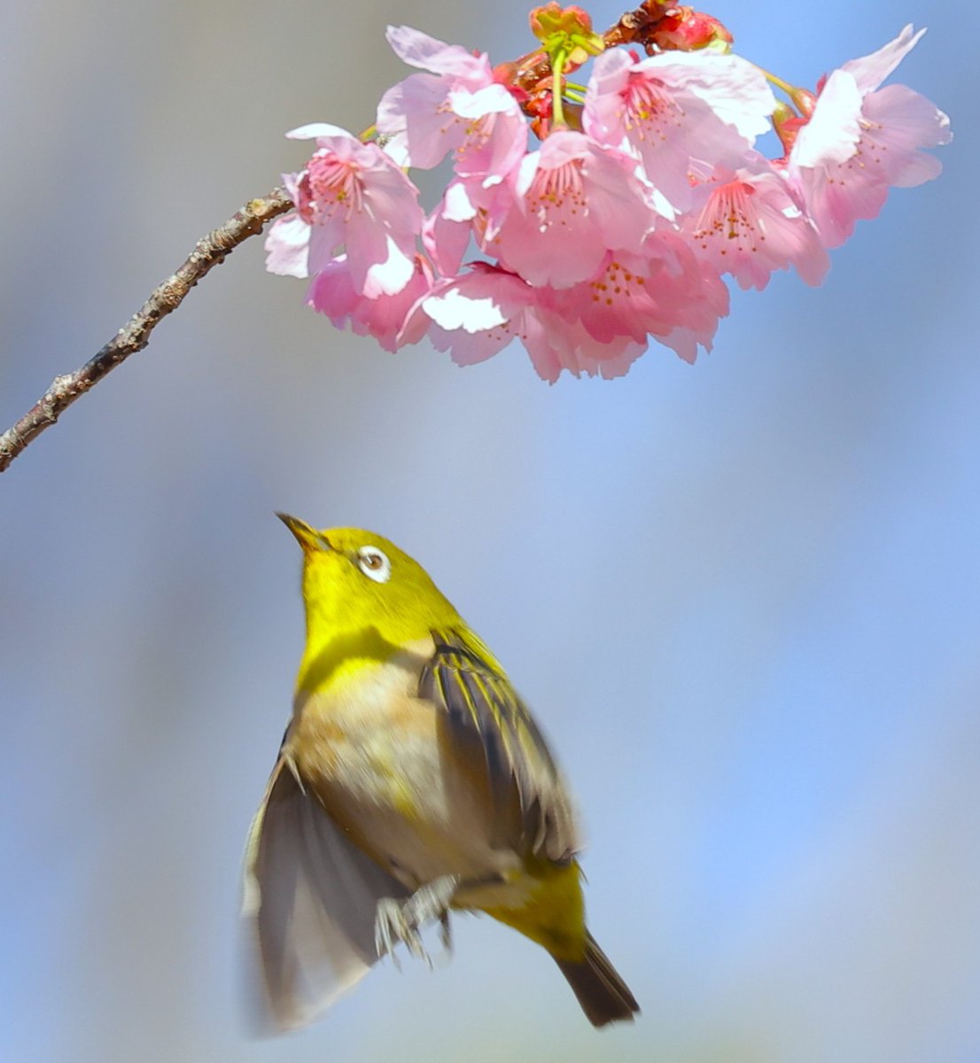 brass_suki117 tweet media