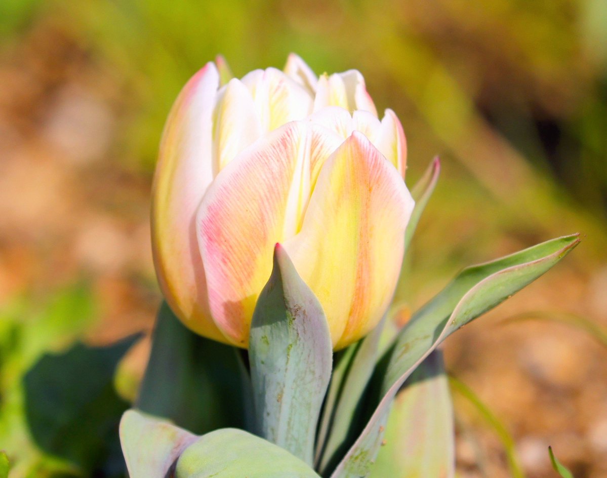 brass_suki117 tweet media