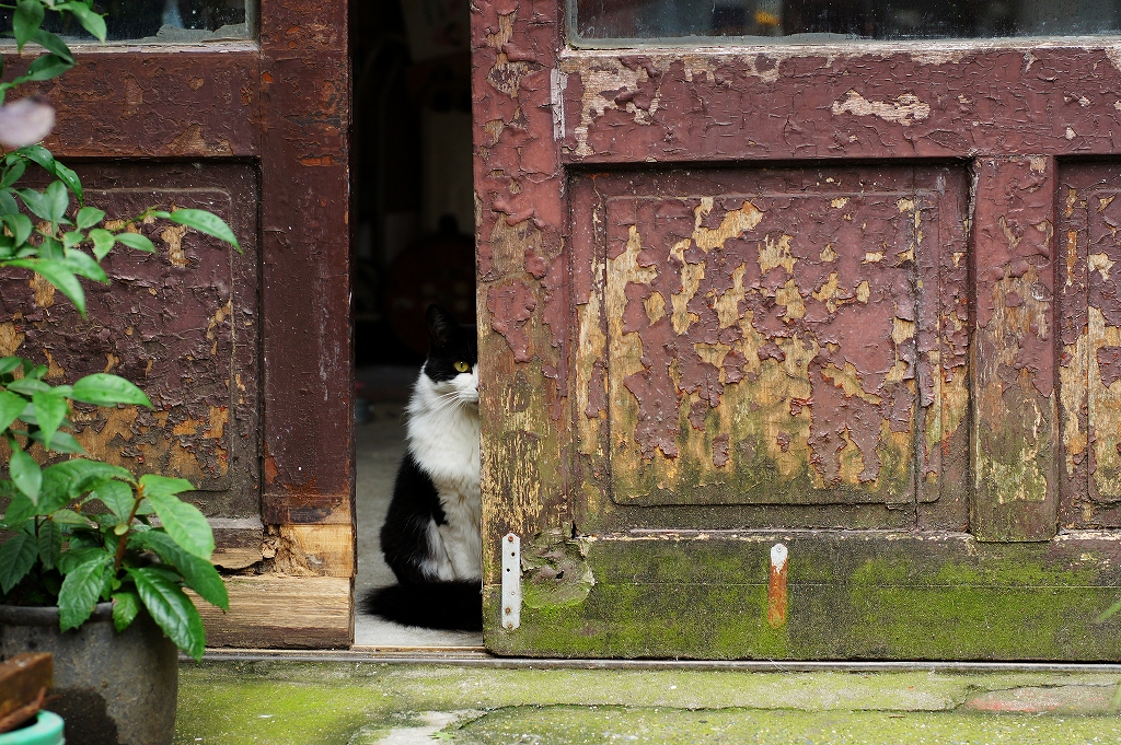 イツカノドコカ tweet media