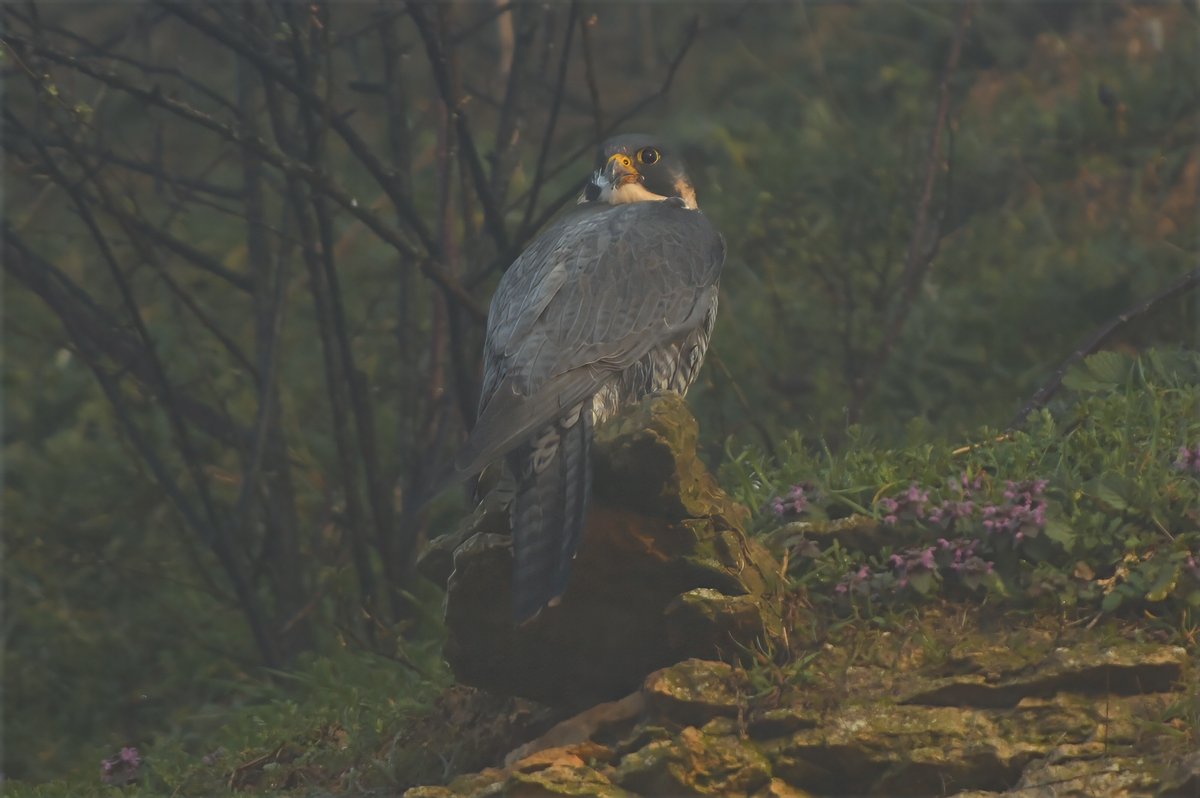 Phil Burnside tweet media