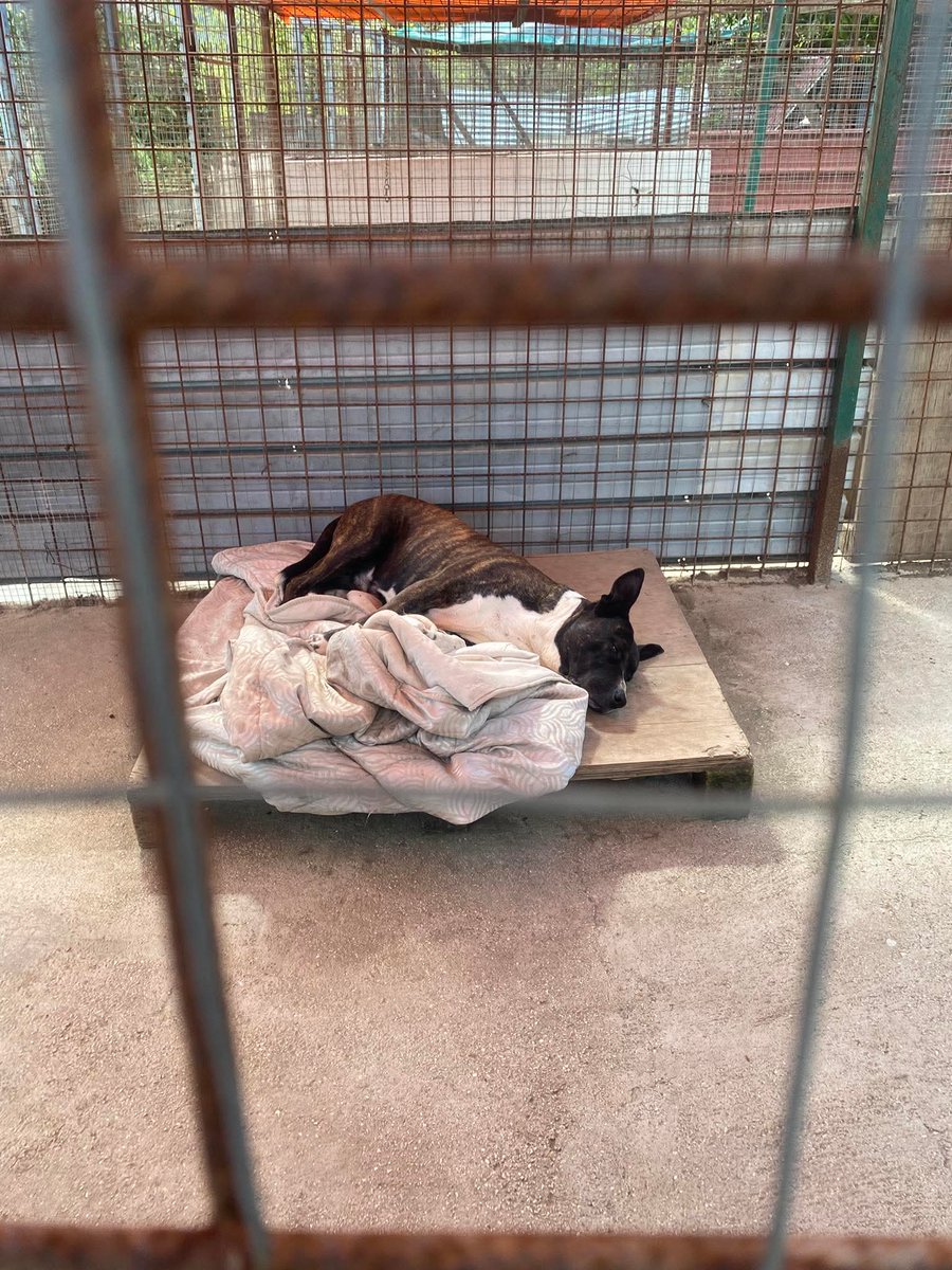 Tiziana Allasia tweet media