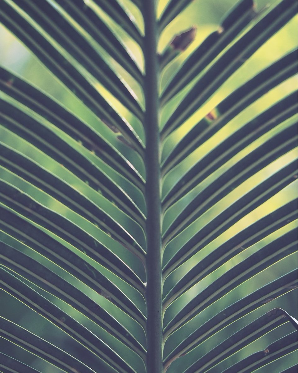 The Palm Sunday Whiplash? Fr. Nate Dickinson, planting priest at Church of the Good Shepherd, Summersville, WV, shares a Palm Sunday reflection. Subscribe to our newsletter to read it or go to our Substack (<a href="/adhope/">Dalcy</a>) mailchi.mp/d4dbc503700e/o…