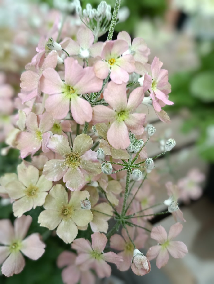 ブレスト tweet media