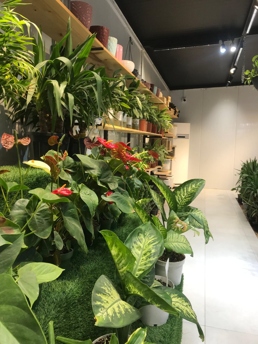 زَهر tweet media