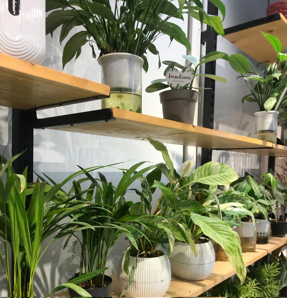 زَهر tweet media