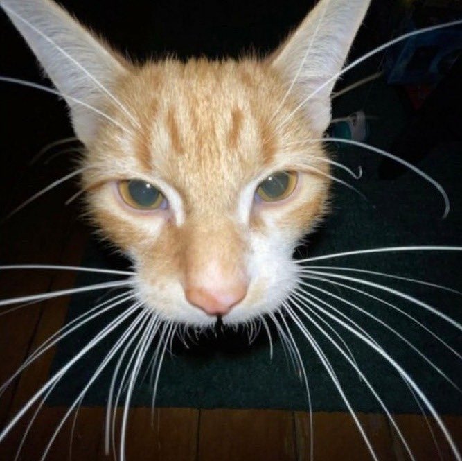 grayson 🍰 tweet media