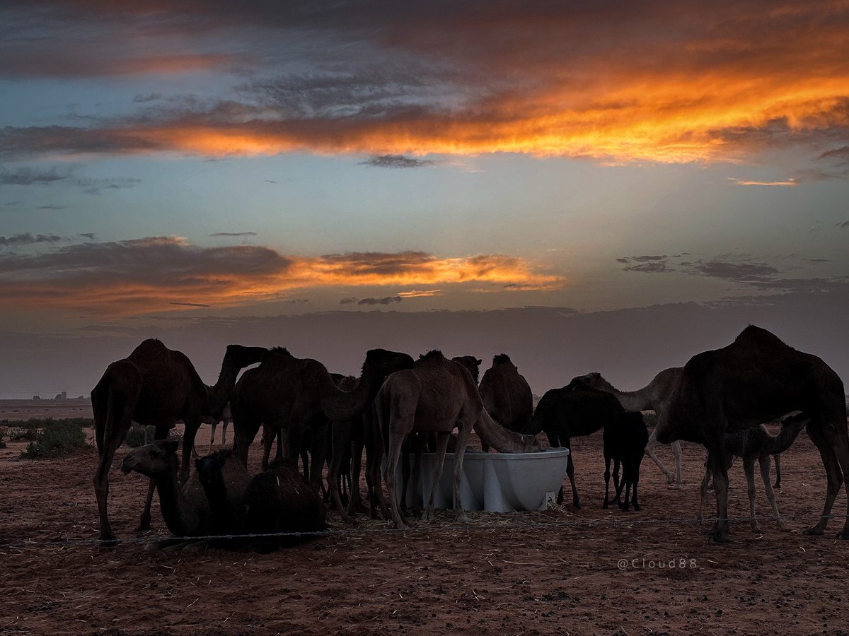 Atheer ✨ tweet media