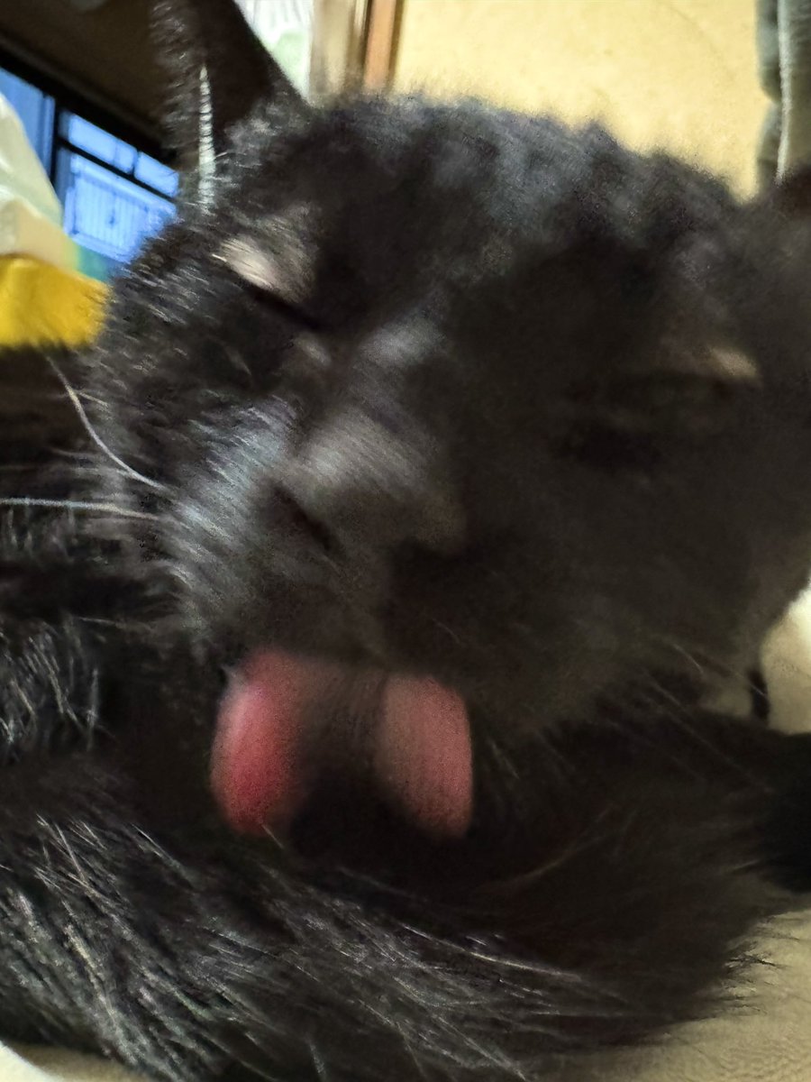 みき🐈🐈‍⬛ tweet media