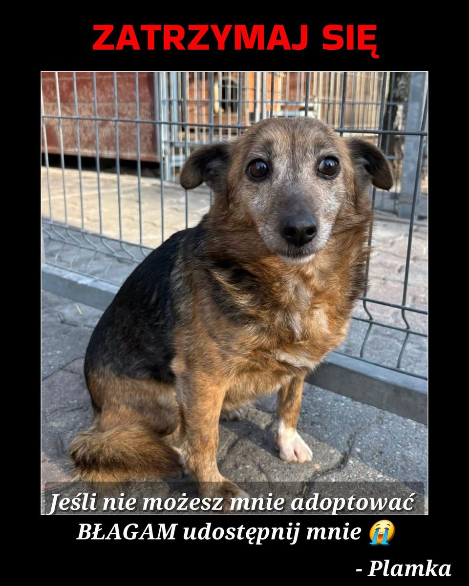 Robwalka Wolf tweet media