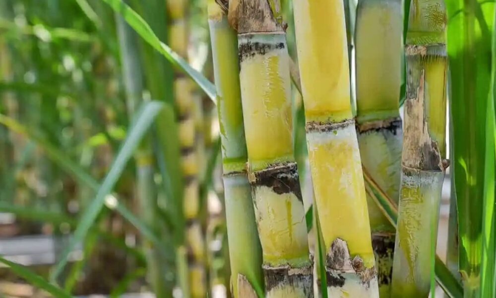 VISIÓN AGROPECUARIA WEB Y VAR RADIO ON LINE tweet media