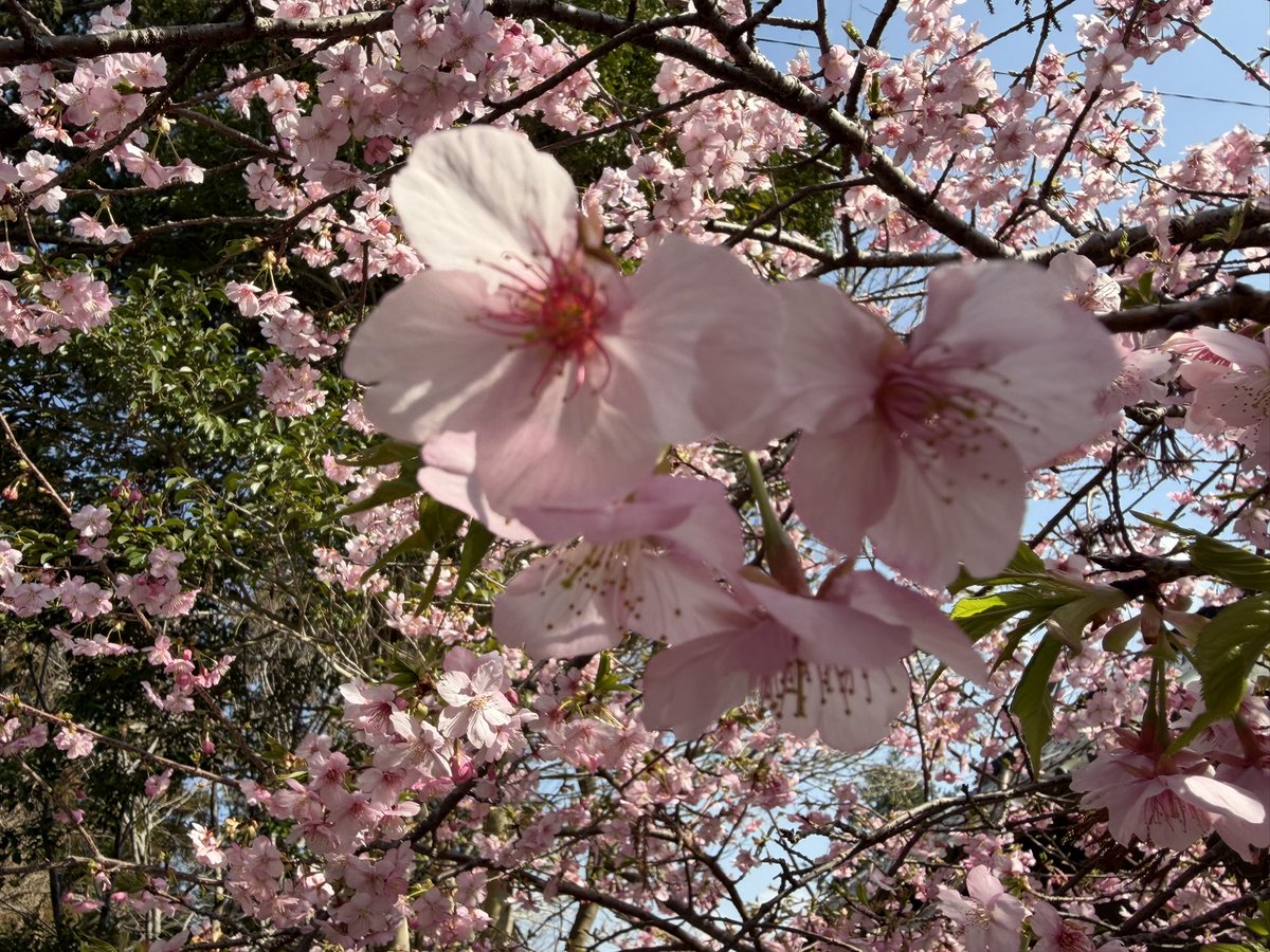 とも先生@引き寄せ助産師 tweet media