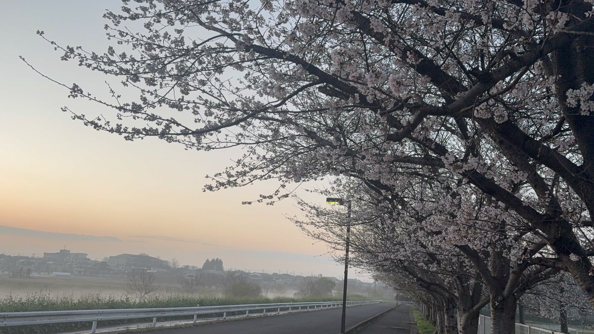 funfunlion's tweet photo. 桜の季節。おはよう https://t.co/h1DP7mDRqI