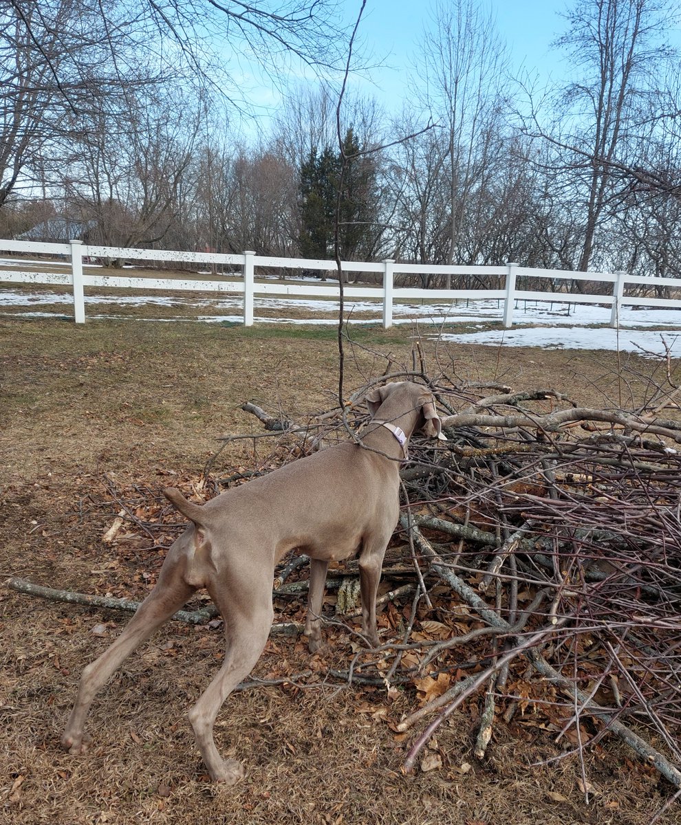 Liadain Weimaraners tweet media