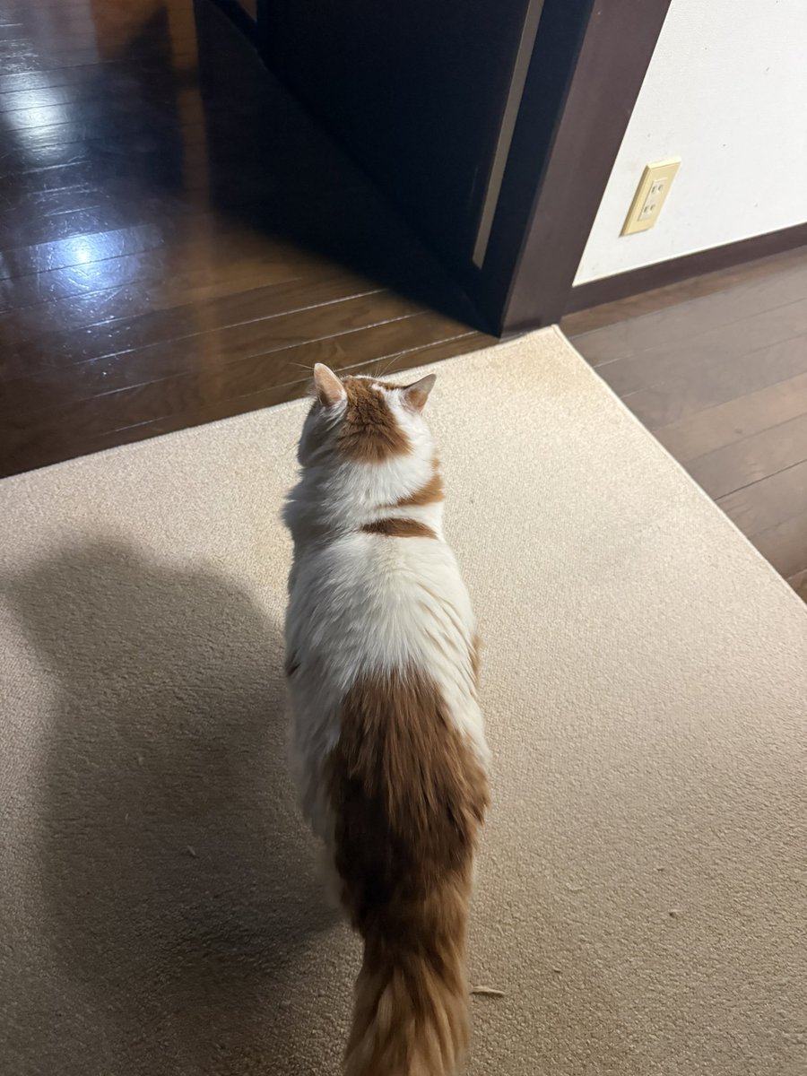 霧島 響 tweet media