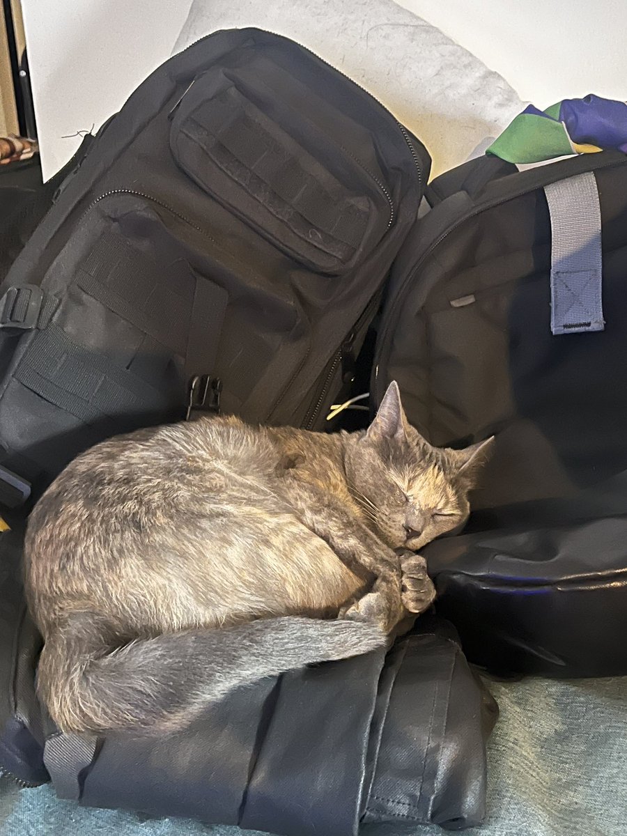 Solchu Paletas tweet media