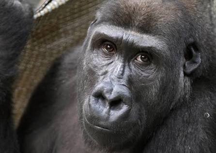 Giga Link tweet media