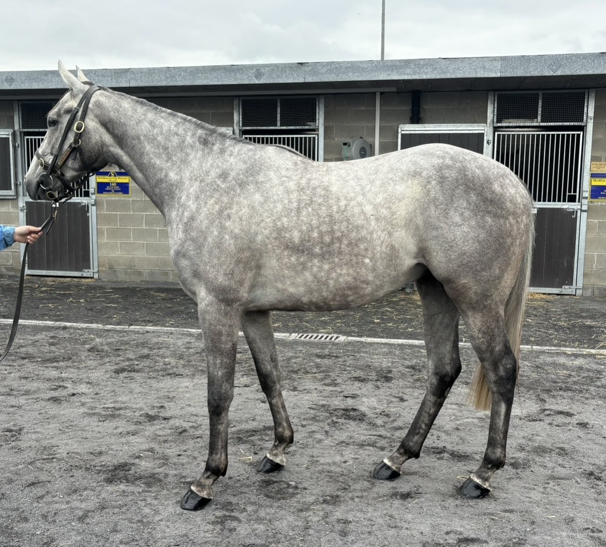 BallytrasnaFarm's tweet photo. Great to see Ballytrasna Farm graduate Saint Argente winning impressively on racecourse debut. Sold at the @Goffs1866 Arkle Sale on behalf of Mrs Fiona Magee. Congratulations to all connections👏✨ https://t.co/ffrwltvCzl