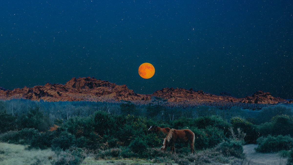 post wook ✨🌻 tweet media