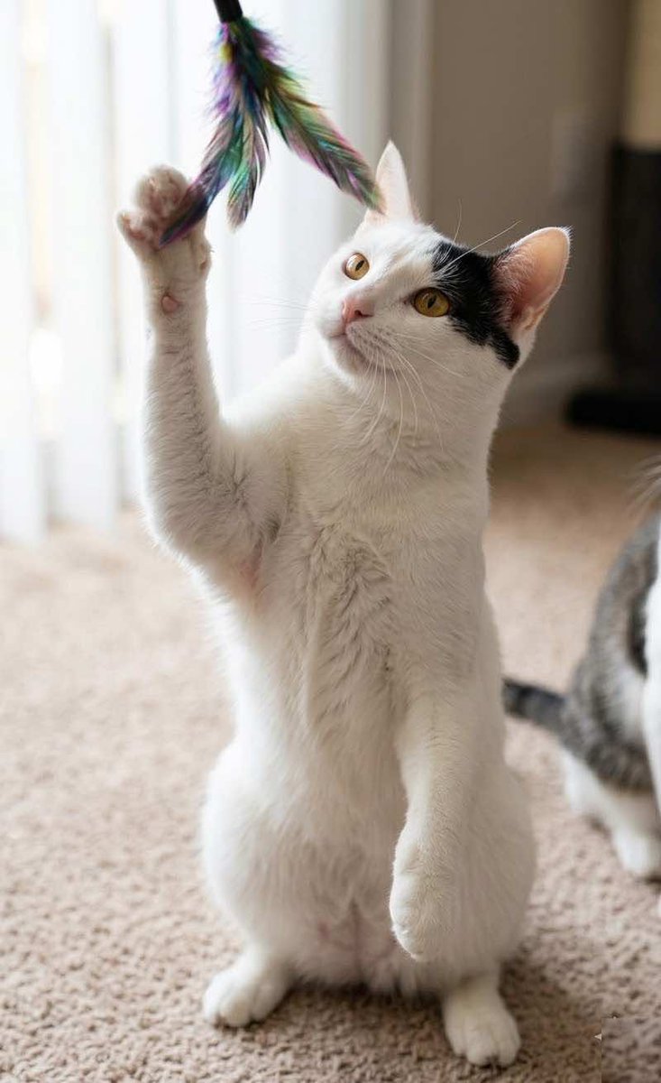 e_rescuehouston's tweet photo. 📷 Meet Chandler – 380 + Days in Rescue! 📷

He’s super sweet and affectionate, playful as can be, and gets along great with other cats and kittens. His foster mom says he’s a total foodie who knows how to enjoy a good meal! This loving boy deserves a home of his very own. https://t.co/QwYGe8iNUg