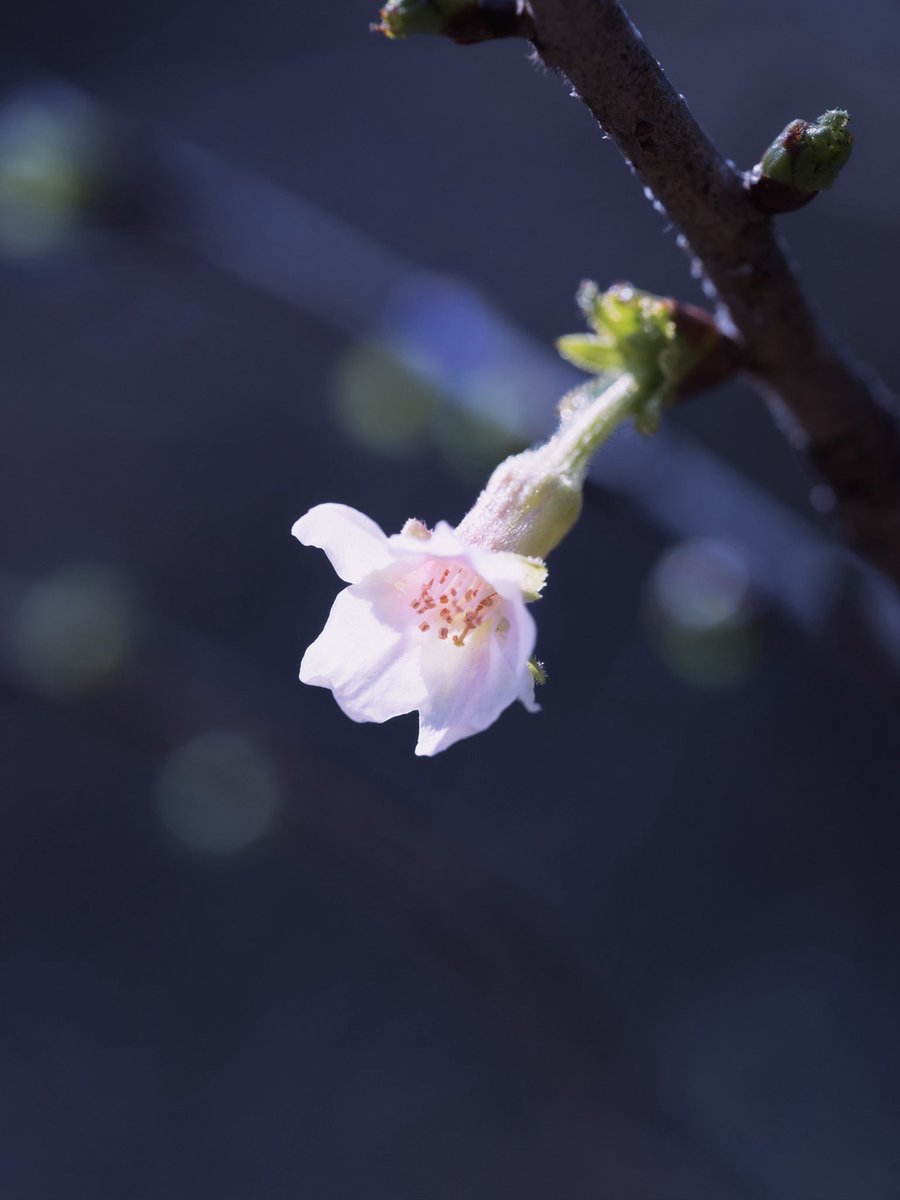 丁子桜

チョウジザクラが咲いていました。日本の在来種。東北以南の太平洋側の地域に分布しています。バラ科。桜の野生種の１つです。花弁は普通の桜と同じような形ですが萼筒が細長く伸びているユニークな形の花を咲かせます。
花言葉は、純潔。