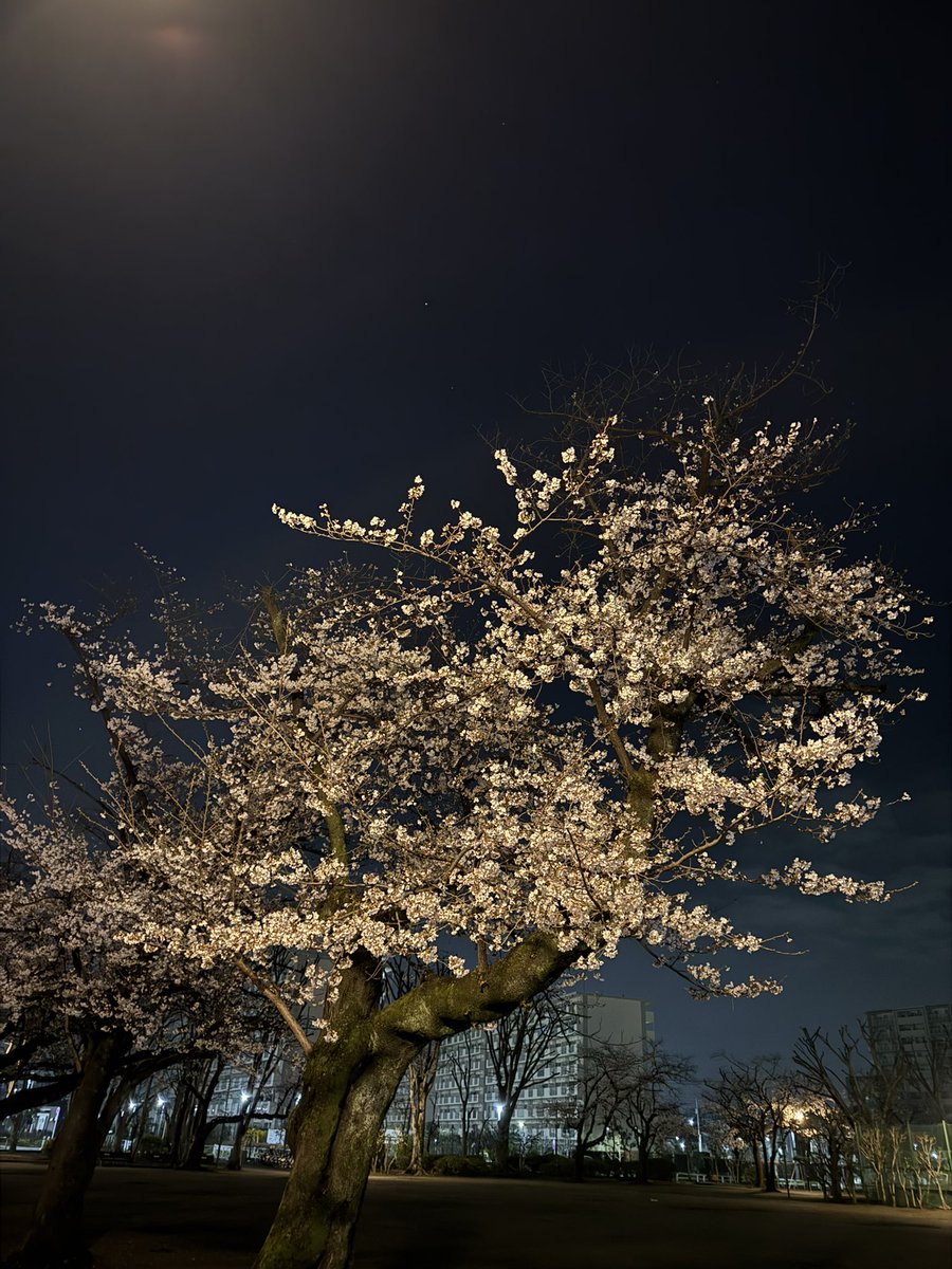 いがらしガーデン＠成増の小さな植木屋 tweet media