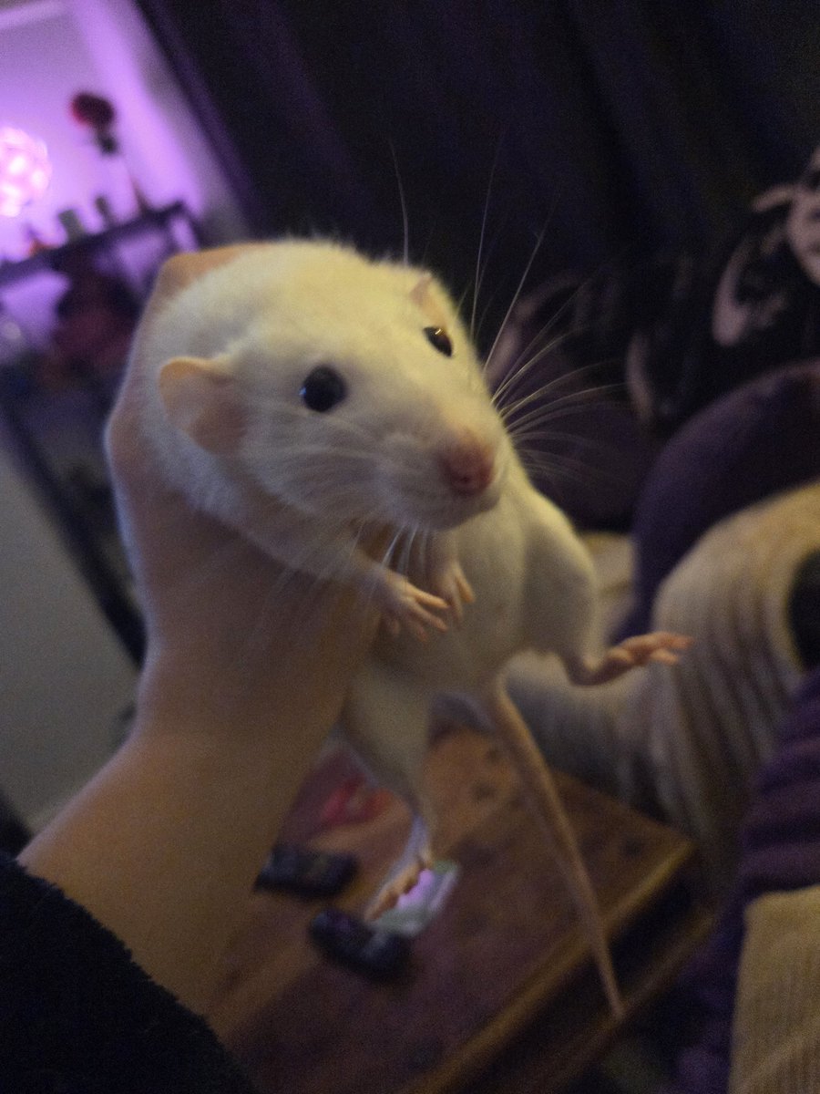 Dr Fat Baby Browen tweet media