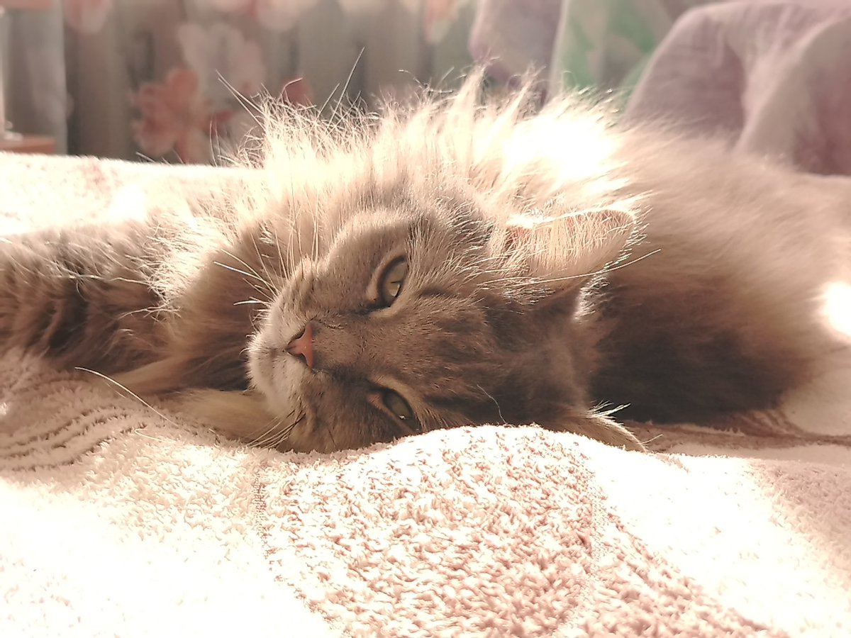 oliveeeguyos tweet media