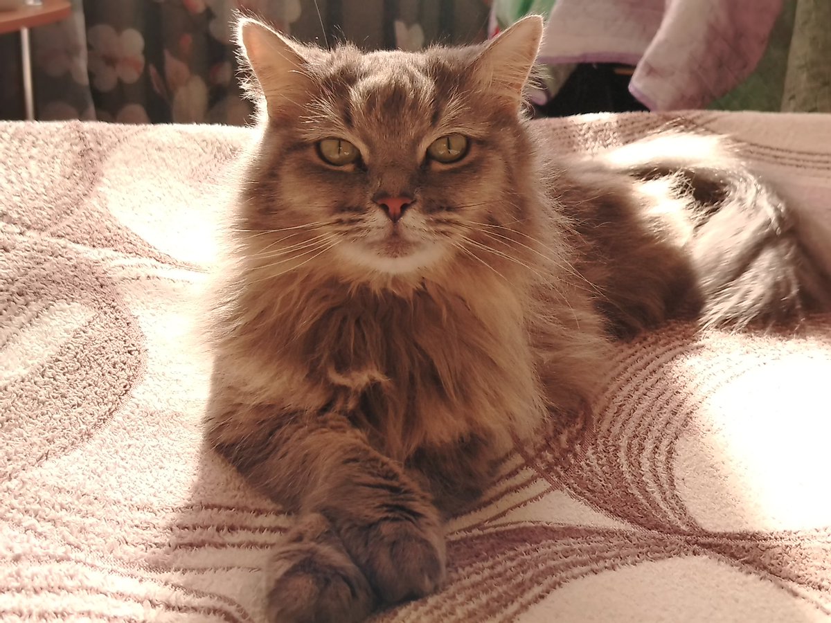 oliveeeguyos tweet media