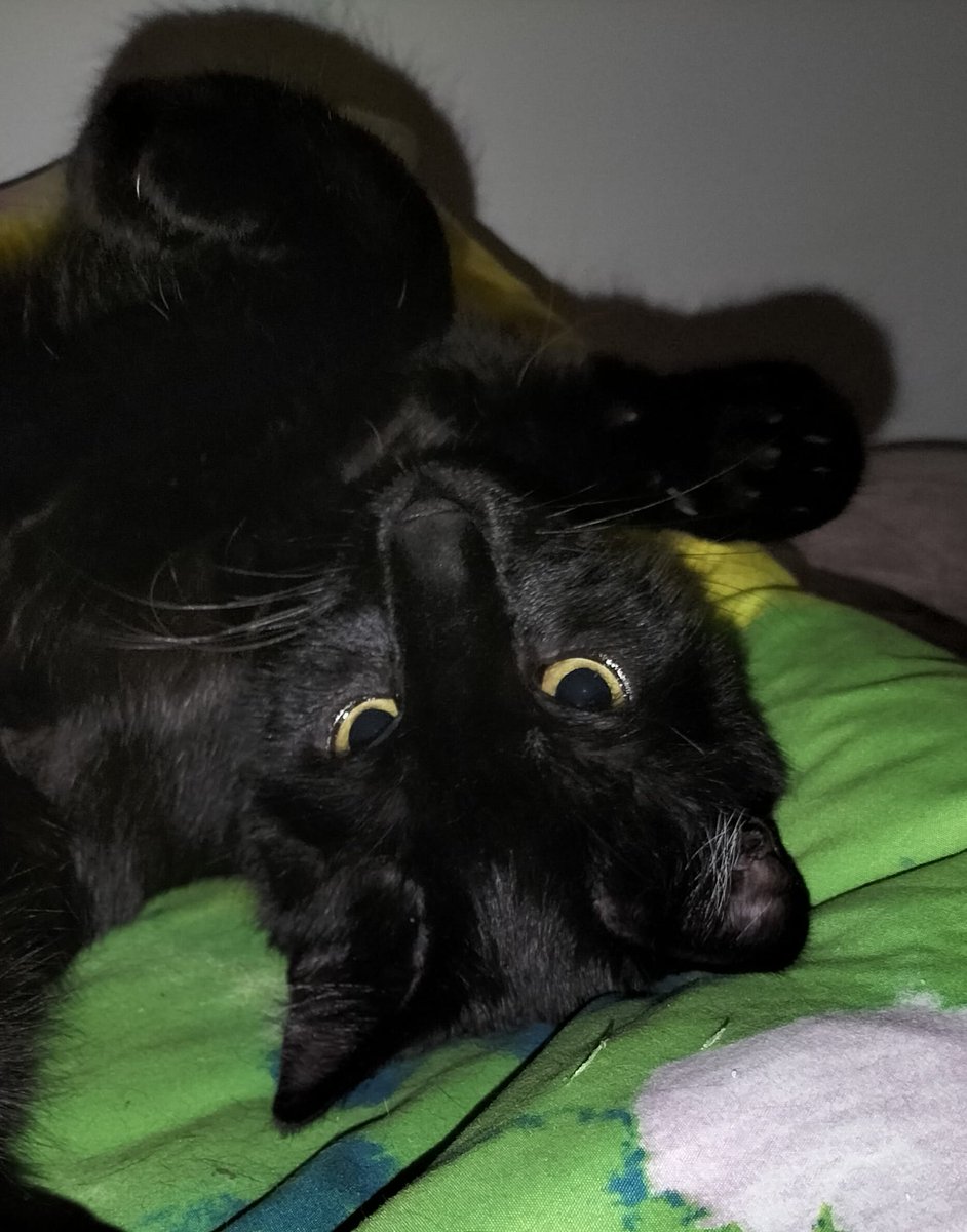 Laylah Lilithah tweet media