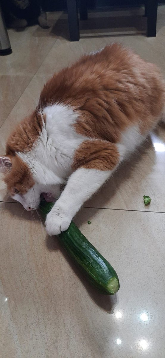 Laylah Lilithah tweet media