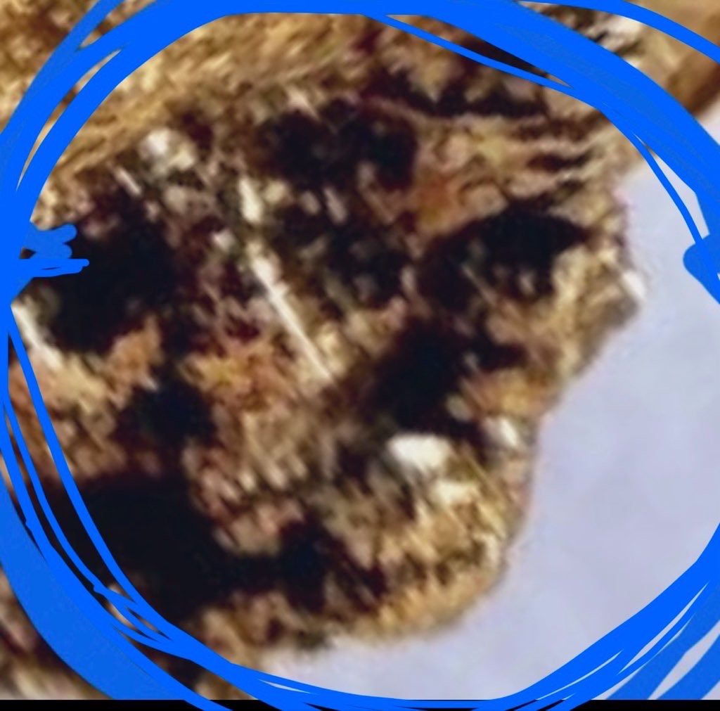 New Reformed Gnosticism tweet media