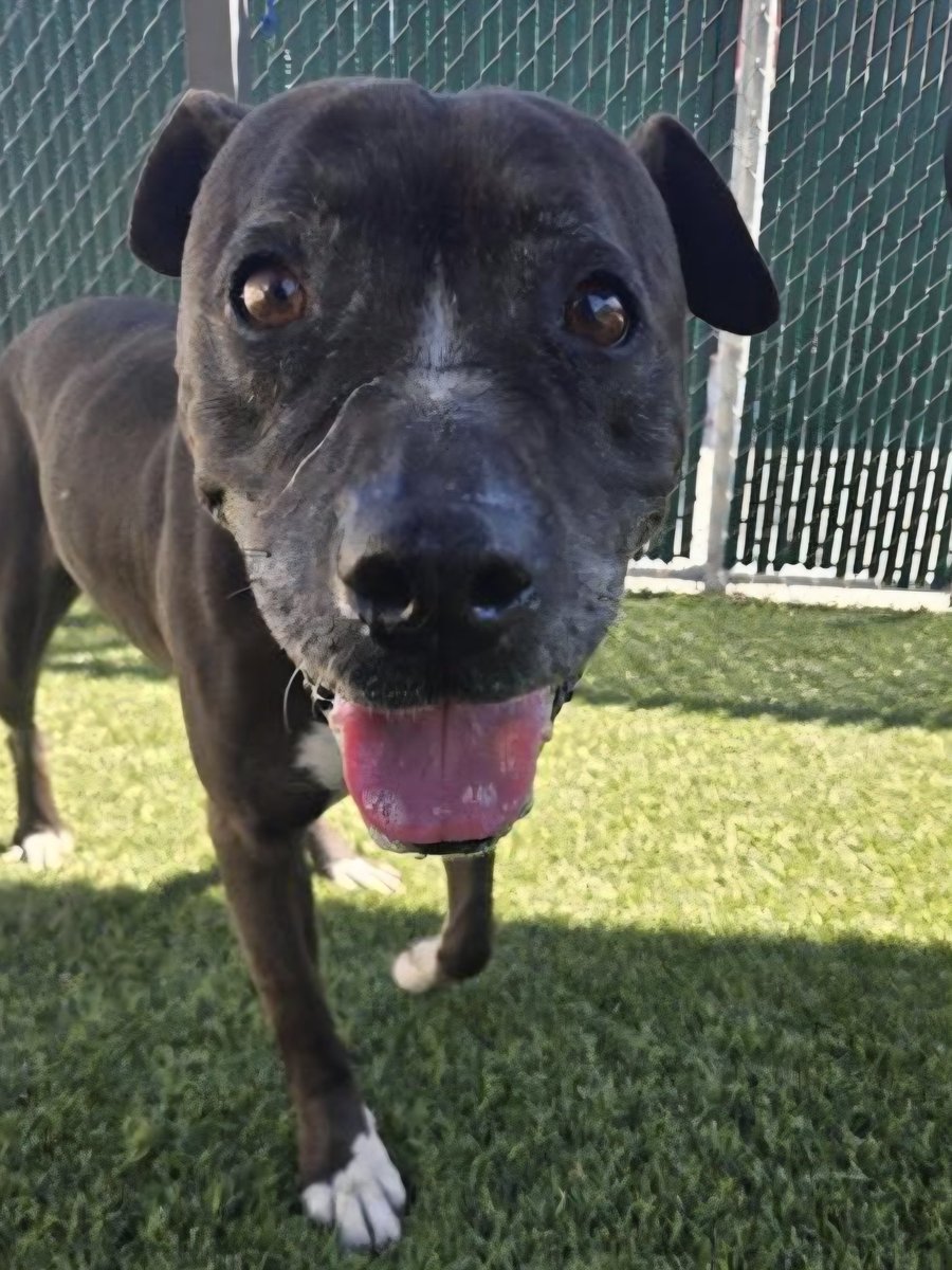 mapleveewesem's tweet image. 🆘️ 💔 🆘️ Downey #California ACC has only 5 dogs with 72 hour final pleas (all but 1 expired) This is LUV BUG. 6 yo, 53 lb #Labrador mix. Incredibly sweet &amp;amp; great in playgroup. Highly adoptable. Please go see her today - in danger every a.m. 😨💀 
info 🔽  #A5762292