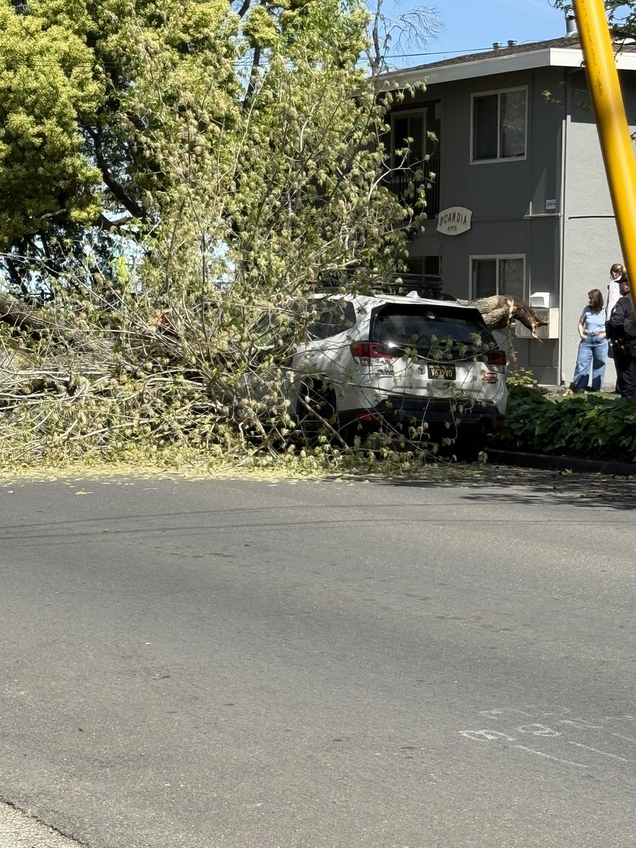 Giants643's tweet photo. @NorthBayNews  Tree that fell at the corner of Humboldt and College ave https://t.co/bO4pZfoGtW