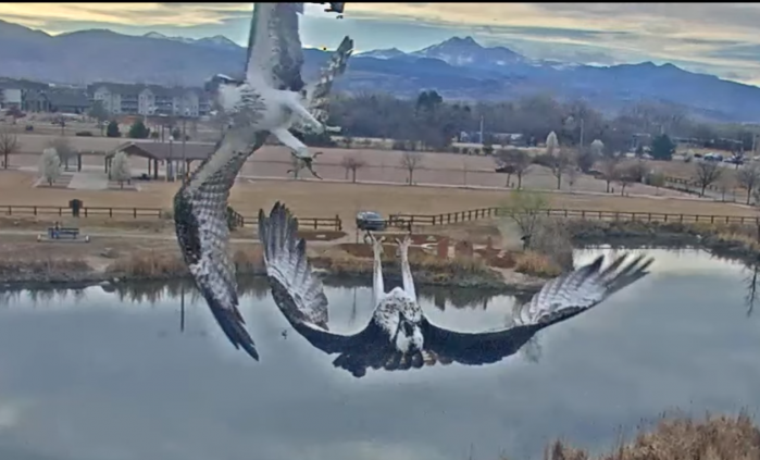 mitchellbyars's tweet image. The #Boulder County ospreys are back. But not before the resident female had to fend off a rival female the camera chatroom has simply dubbed, "the girlfriend." axios.com/local/boulder/…